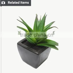 Hot Sale Mini Succulent Plants for Home and Garden Decoration thumbnail-5