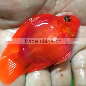 Red Parrot Cichlid Aquarium Fish From Thailand Exporter thumbnail-1