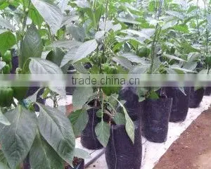 Grow Bag thumbnail-1