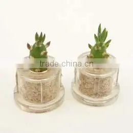 Miniplant "Eve's Needle" Mini Succulent Plant With Mobile Phone Strap thumbnail-1