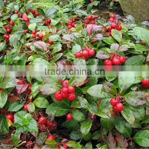 100% Pure Manufacturer Wholesale Winter Green Oil With the Reasonable Price thumbnail-2