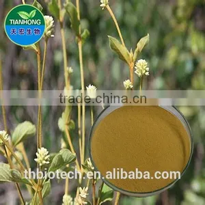 2015 Manufacturer Pure Natural High Qulity Suma Extract, Pfaffia Paniculata Extract, Brazilian Ginseng Extract thumbnail-1
