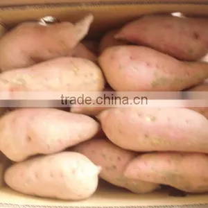 Sweet Potato From China thumbnail-1