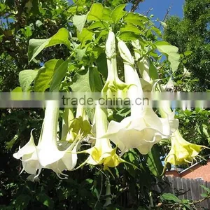 Treeform Datura, Datura , Flower Seeds , Herb Seed,vegetalbe Seed,fruit Seed,grass Seed thumbnail-2