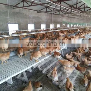 Plastic Flooring for Chicken/duck/rubbit (Professional Manufacturer) thumbnail-5