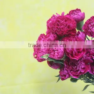 Various Promotional Flower Arrangements Fresh Cut Flower Carnation thumbnail-2