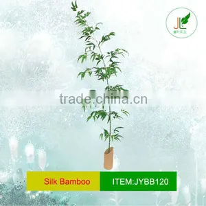 Single Bamboo Plant in Bamboo Planter thumbnail-1