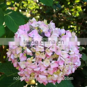 Good Price Hydrangeas For Wedding Fresh Cut Hydrangea From China thumbnail-2
