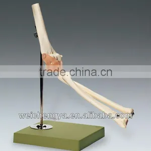 Life-Size Elbow Joint Model thumbnail-1