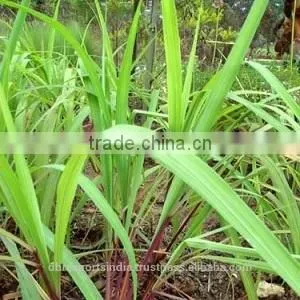 Citronella Oil thumbnail-1
