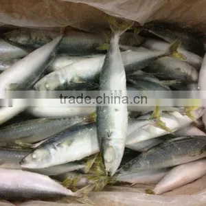 IQF Mackerel 6-8pcs/kg thumbnail-1