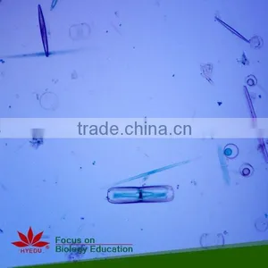 School Student Study Laboratory Botany Prepared Microslides Algae Individual Microscope Prepared Slide thumbnail-4