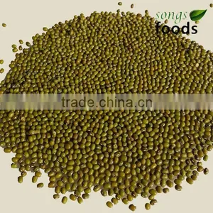 Fresh Green Beans With Competitive Price thumbnail-1