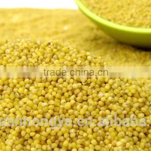 Glutinous Millet thumbnail-1