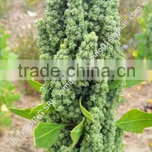 Organic White Quinoa thumbnail-2