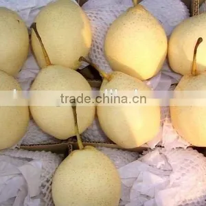 Fresh Ya Pear Fruit for Middle East Market thumbnail-4