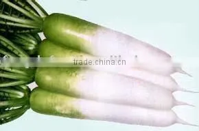 Fresh White Radish thumbnail-1