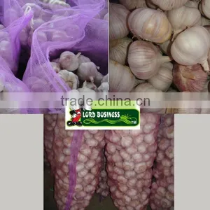 Snow White Garlic Crop 2013 thumbnail-1