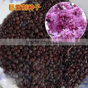 2016 High Germination Rate Chinese Redbud Seeds For Planting thumbnail-4
