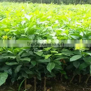 Fresh Gree Yellow Lemon Tree Seedling thumbnail-4