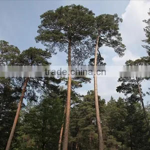 Changpai Scotch Pine Seedling thumbnail-2