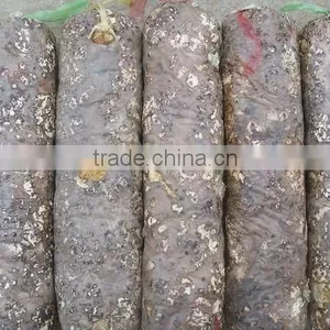 Oyster Mushroom Spawn/mushroom Logs thumbnail-6