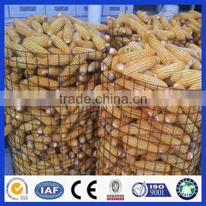 Express China Supplier Hot Sale Hot Dip Welded Wire Mesh Fence thumbnail-5