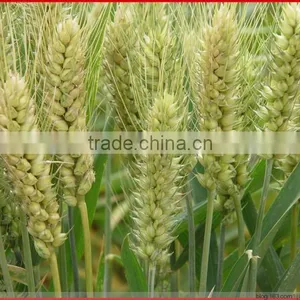 Wheat Gluten Meal for Animal Feed thumbnail-2