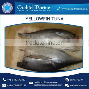 100% Fresh H&G Yellowfin Tuna Price thumbnail-1