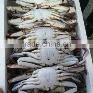 Frozen Seafood Importers of Crab thumbnail-1