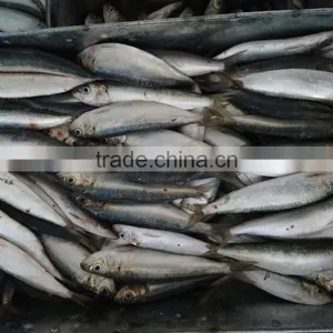 FROZEN SARDINE SEAFOOD FOR SALE thumbnail-3