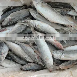 Sardines thumbnail-1
