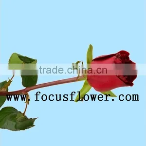 Wholesale Love Roses Flowers Fresh Flowers Black Magic Rose With 20stems/bundle From Yunnan Aibaba Com thumbnail-1