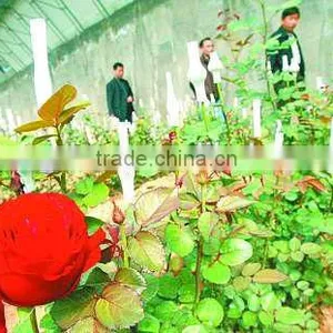 Soft Protection PE Plastic Sleeve Net for Flower Bud thumbnail-6