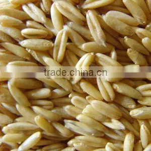 Oat thumbnail-1