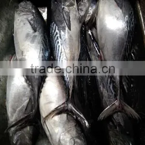 Frozen Auxis Thazard Bonito Tuna Fish WR thumbnail-3