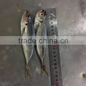Frozen Yellowtail Scad thumbnail-5