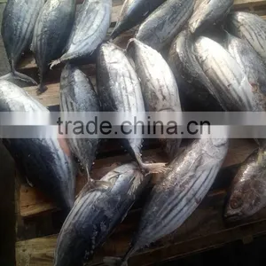 Skipjack Tuna Whole Round thumbnail-1