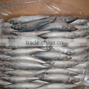 Frozen Mackerel for Bait thumbnail-4