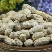 New Crop 2012 Chinese Washed Peanut In Shell thumbnail-1