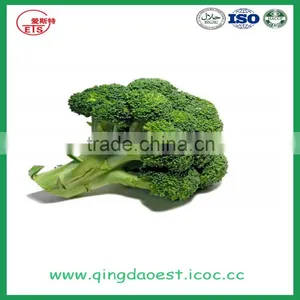 High Quality Chinese Fresh Broccoli thumbnail-4