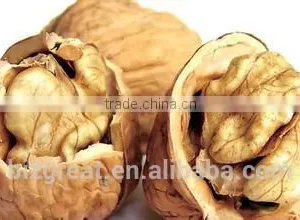 New Crop Bulk Walnut in Thin Shell for Sales thumbnail-1