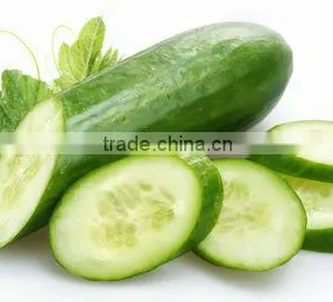 Cucumber Oil For Skin Care thumbnail-1