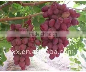 Raisins Producers thumbnail-1