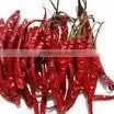 Sanam Chili thumbnail-1