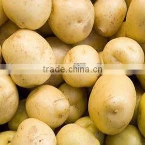 Potatoes Price Chinese thumbnail-1