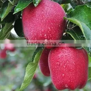 China Fresh Fruit Price for Export Fresh Huaniu Apple thumbnail-3