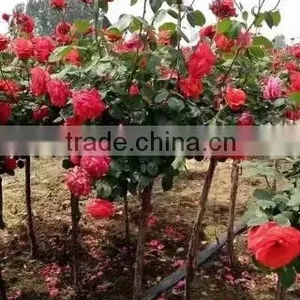 Natural Product Type Potted Rose thumbnail-1