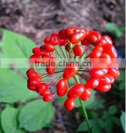 Best Quality Natural Ginseng OEM Service thumbnail-1
