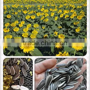 Purity 99.99% Inner Mongolia Sunflower Seeds Price thumbnail-1